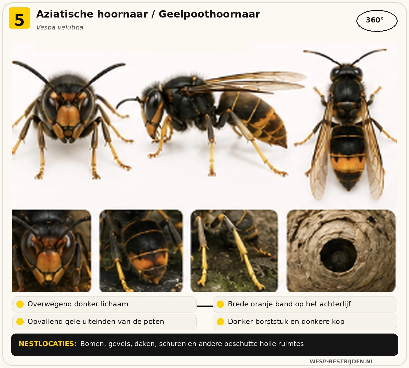 Aziatische hoornaar of geelpoothoornaar herkennen