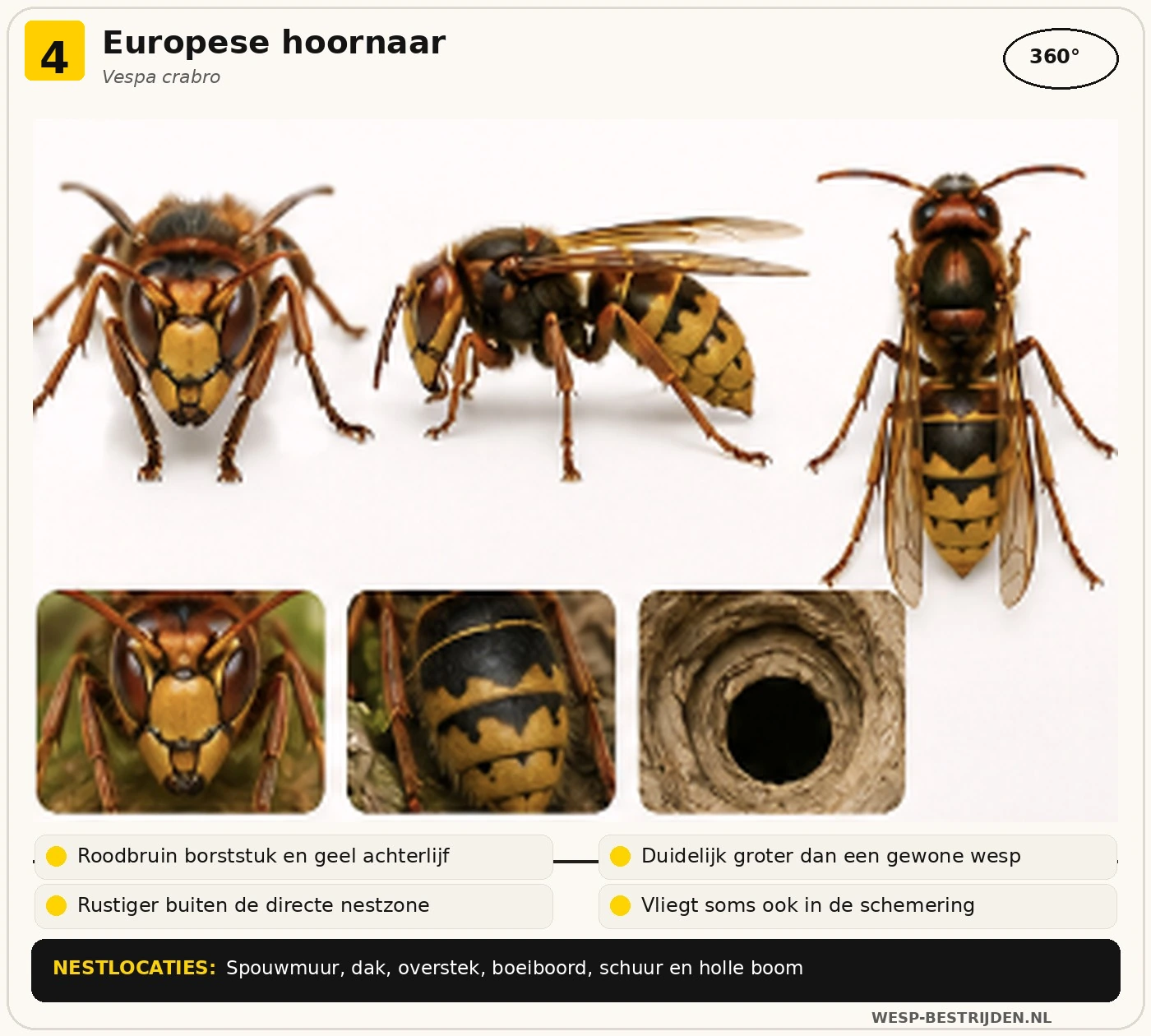 Europese hoornaar herkennen