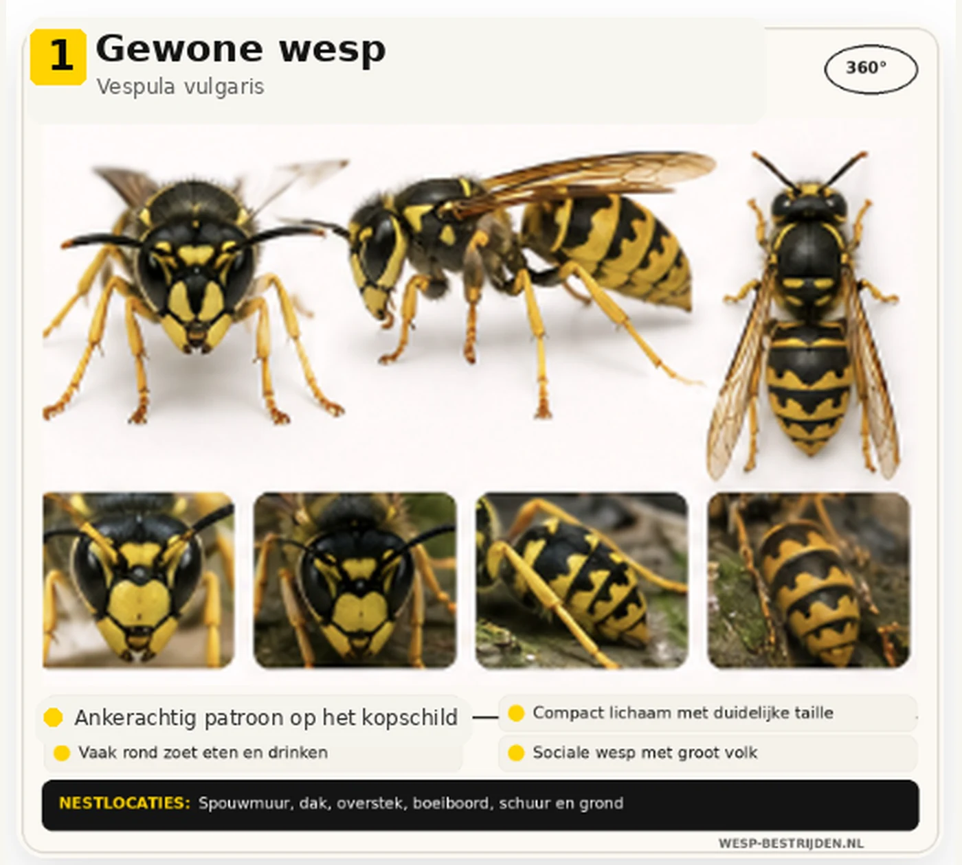Gewone wesp herkennen